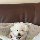 메인독 이미지