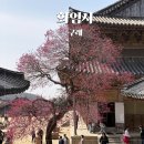화엄사 | 드라마 원경 촬영지 구례 화엄사 홍매화 개화 및 방문 후기