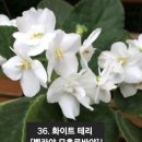 바이올렛 이미지