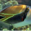 트리거 피쉬 (Triggerfish)