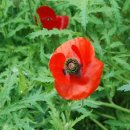 꽃양귀비마을 이미지