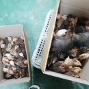 노란병아리 이미지