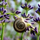 snails 이미지