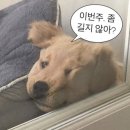 4월의 꽃말은 ‘축복’일지도 몰라