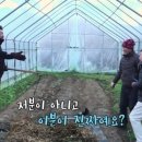 돌집메기매운탕