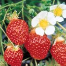 윤종태농장 이미지