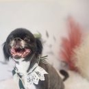 꽃보다 Dog 이미지