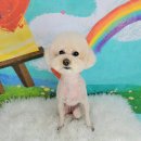 포미펫샵 이미지