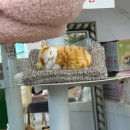카페푸푸 | 충남 아산 가볼 만한 곳 ‘드레스입은 고양이’ 신정호 고양이 입양 카페 방문후기>< 귀여운 고양이 왕창😻
