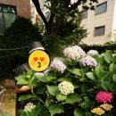 연희제일의원 이미지