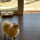 스테이더담 창녕성산점 | 창녕 애견동반 독채 숙소 스테이더담