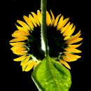 야생화단지 이미지