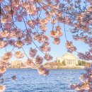 BLOSSOM 20 이미지