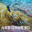 다이브투게더 | 서귀포 스쿠버다이빙 "다이브투게더" 섶섬 펀다이빙 2회 후기!