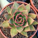 아담&이브 이미지