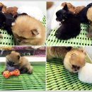 스토리펫(Story pet) 이미지