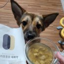 반려동물 의료센터 다울 이미지