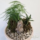 현대가든 | [가든 앤 플라워] 현대분재 만들기 후기