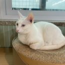 한사랑펫 이미지