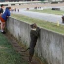 하루멍멍 이미지