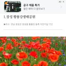 장성 황룡강 봄꽃축제 이미지