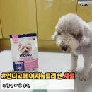 포독포독 | 인디고에이지뉴트리션 노령견사료 어덜트10+ 포독 솔직후기