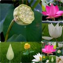 (주)삼복개발 - 거제시 | 연잎밥 현미연잎밥 모든재료국산 특선연잎밥