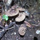 새벽에 채취한 단단한 능이버섯(김천 구미 직거래).. .. 이미지
