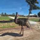 SK에너지(주)돌고래주유소 | 퍼스 여행기(6) 로드트립 종착지 몽키미야 가는 날~