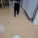 진영냥이 이미지