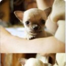 똥강아지 이미지