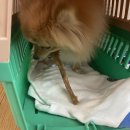 씨유팻