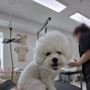 안녕;공주님 | ✂️ 잃어버린 볼륨을 찾아서! 1살 아기 비숑 '우동' 공주님의 첫 귀툭튀 스포팅 미용 후기 ☁️✨