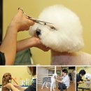 꽃단장 애견미용실 이미지
