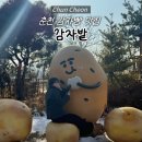 소양강물류마트 | [춘천] 감자빵 맛집 '감자밭' 주말 웨이팅ㅣ무료배송ㅣ감자빵, 고구마빵ㅣ야외포토존