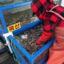 고성곰장어