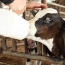 혜화목장 이미지