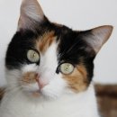 백산동물병원 이미지