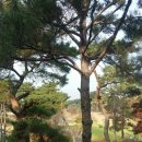 왜목빌리지 | 당진 파인스톤 컨트리클럽 리조트 빌리지 후기