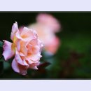 곡성-058 티스토리