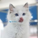 블루랙돌 이미지