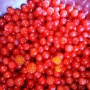 앵두나무우물가에 이미지