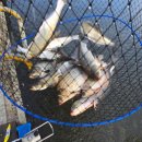 신월낚시터 이미지