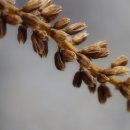 가나안양곡 이미지