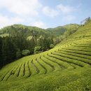 삼화농원 이미지