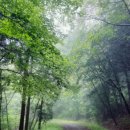 도시숲 산책길 | 알레버스 타고 떠난 전남 장성 축령산 숲길 산책 후기 🌳