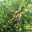 백록당한의원 이미지