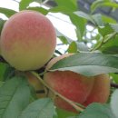 춘향골농업협동조합 이미지