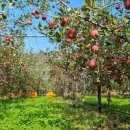 삼남매농장 이미지