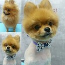 쭈 애견미용 이미지